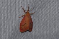 Miltochrista miniata