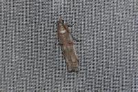 Pempelia palumbella