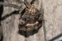 Deltote pygarga