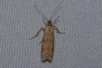 Homoeosoma sinuella
