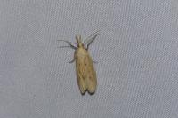 Ematheudes punctella