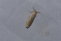 Pelosia muscerda