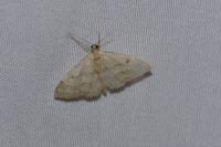 Idaea biselata