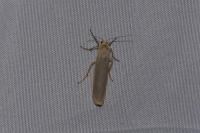 Manulea complana