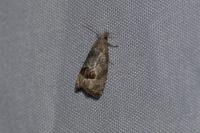 Notocelia uddmanniana