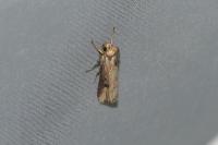 Axylia putris