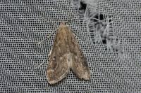 Parapoynx stratiotata