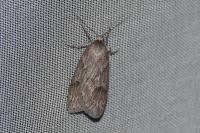 Pachycnemia hippocastanaria