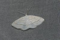 Scopula caricaria