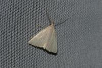 Macrochilo cribrumalis