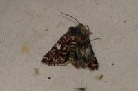 Anarta myrtilli