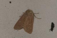 Mythimna sicula