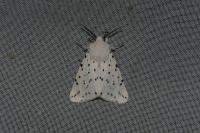 Spilosoma lubricipeda