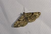 Peribatodes rhomboidaria