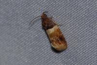 Epinotia festivana