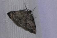 Pseudoterpna coronillaria