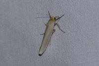 Eilema caniola