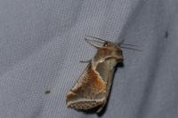 Habrosyne pyritoides
