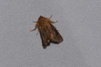 Apoda limacodes