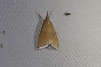 Sclerocona acutella