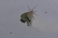 Hemithea aestivaria