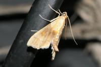 Agrotera nemoralis