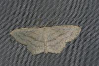 Scopula nigropunctata
