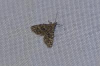 Alucita