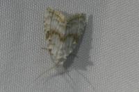Meganola albula