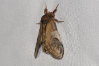 Notodonta ziczac