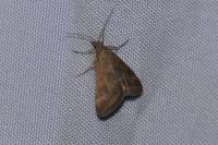 Pyrausta despicata