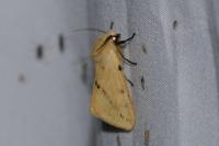 Spilarctia lutea