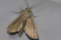 Mythimna riparia