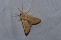 Mythimna vitellina