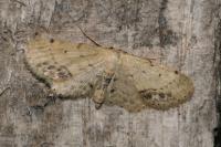 Idaea dimidiata