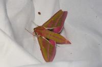 Deilephila elpenor