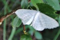 Idaea subsericeata