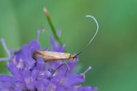 Nemophora metallica