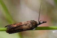 Hypochalcia ahenella