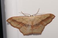 Scopula imitaria