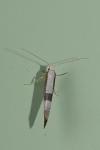 Argyresthia pruniella