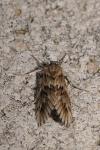 Cynaeda dentalis