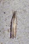 Crambus lathoniellus