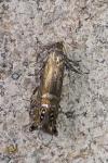 Glyphipterix thrasonella