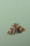 Phalonidia contractana