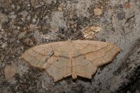 Scopula imitaria
