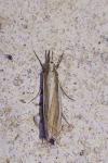Crambus lathoniellus
