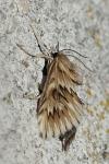 Cynaeda dentalis