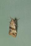 Phalonidia contractana