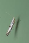 Argyresthia pruniella